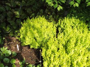 Berberis thunbergii 'Diabolicum'-0
