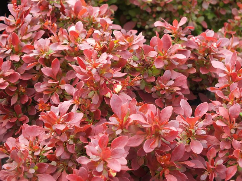 Berberis thunbergii 'Admiration'-4340