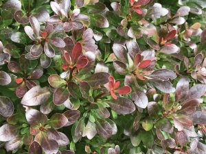 Berberis thunbergii 'Bagatelle'-0