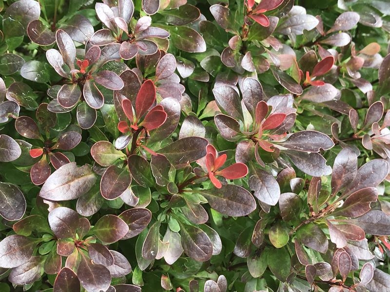 Berberis thunbergii 'Bagatelle'-0
