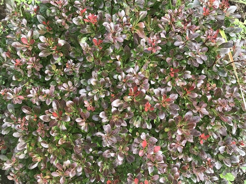 Berberis thunbergii 'Bagatelle'-15019