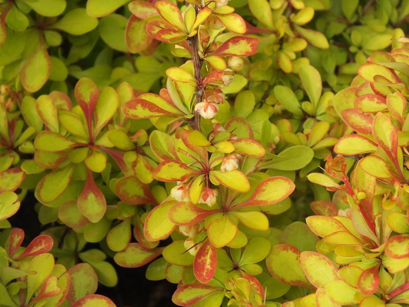 Berberis thunbergii 'Diabolicum'-4339