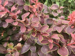 Berberis thunbergii 'Golden Ring'-0