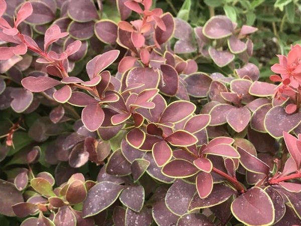 Berberis thunbergii 'Golden Ring'-0
