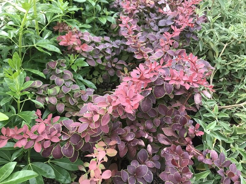 Berberis thunbergii 'Golden Ring'-15018