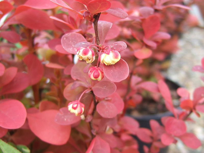 Berberis thunbergii 'Orange Rocket'-1586