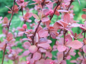 Berberis thunbergii 'Orange Rocket'-0