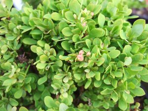 Berberis thunbergii 'Tiny Gold'-0