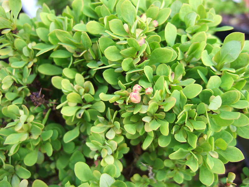 Berberis thunbergii 'Tiny Gold'-0