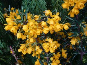 Berberis x stenophylla-0