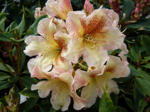 Rhododendron Bernstein-0
