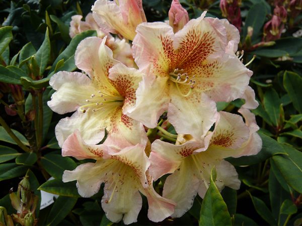 Rhododendron Bernstein-0