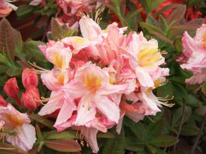 Rhododendron 'Berryrose'-0