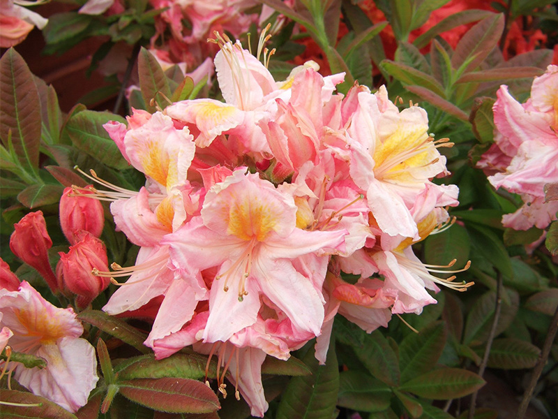 Rhododendron 'Berryrose'-0