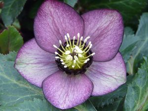 Helleborus x hybridus (Ashwood Garden Hybrids) Single bicolour shades-0