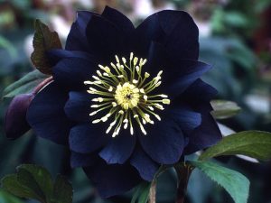 Helleborus x hybridus (Ashwood Garden Hybrids) Double black-0