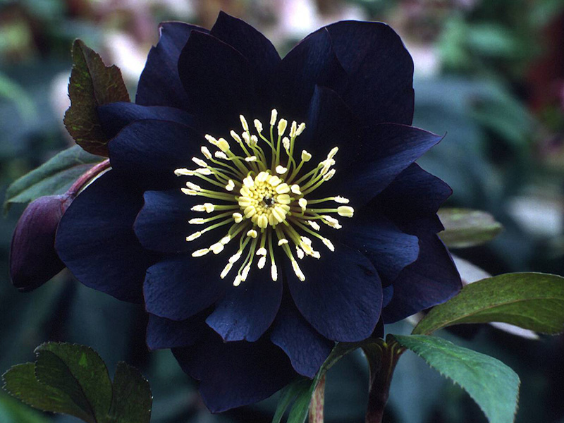Helleborus x hybridus (Ashwood Garden Hybrids) Double black-0