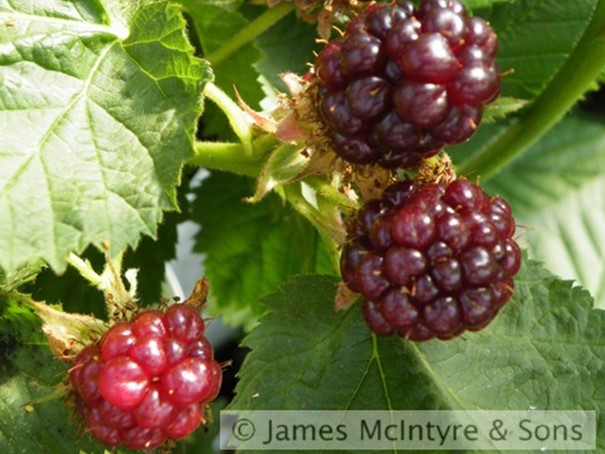 Blackberry 'Adrienne'-0