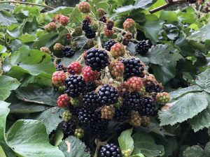 Blackberry 'Bedford Giant'-0