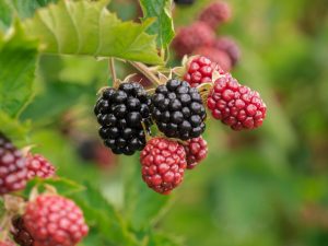 Blackberry 'Merton Thornless'-0