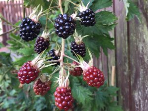 Blackberry 'Oregon Thornless'-0