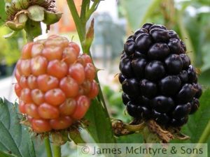 Blackberry 'Reuben'-0