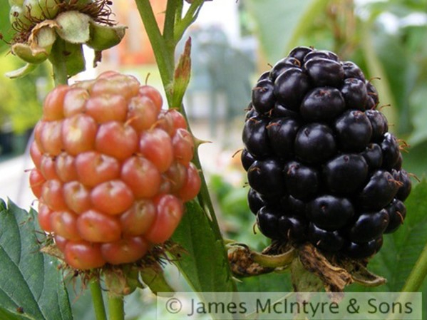 Blackberry 'Reuben'-0