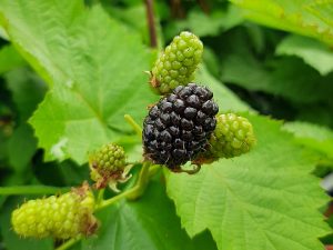 Blackberry 'Waldo'-0