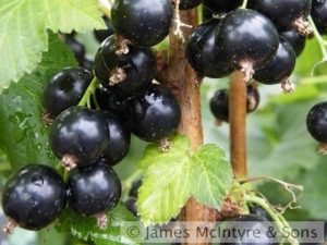 Blackcurrant 'Baldwin'-0