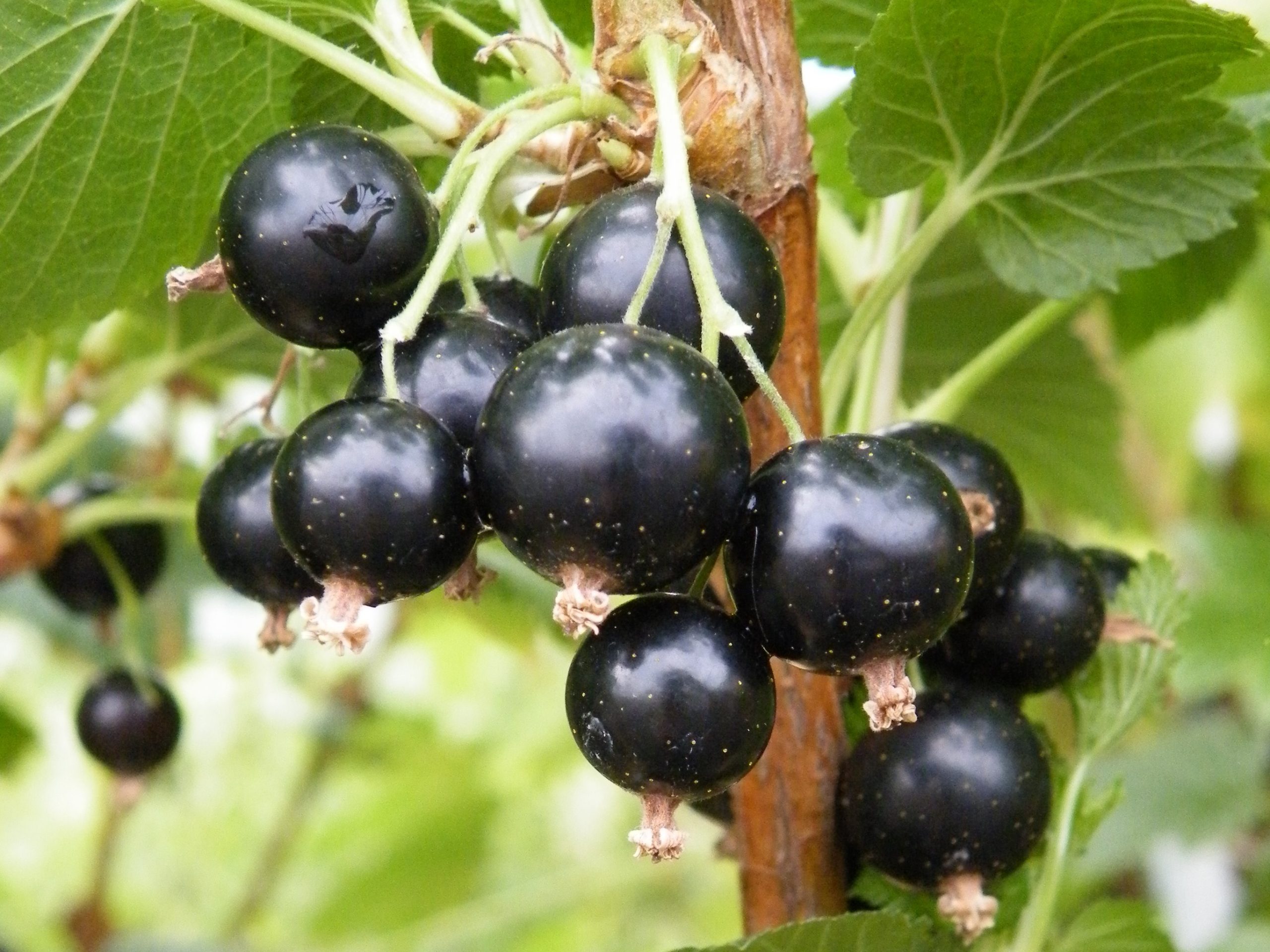 Blackcurrant 'Ben Alder'-0