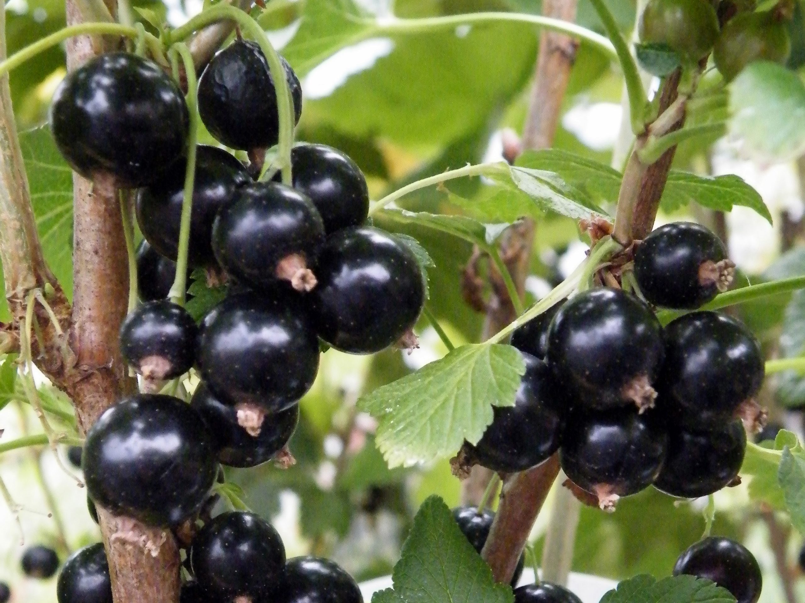 Blackcurrant 'Ben Connan'-0