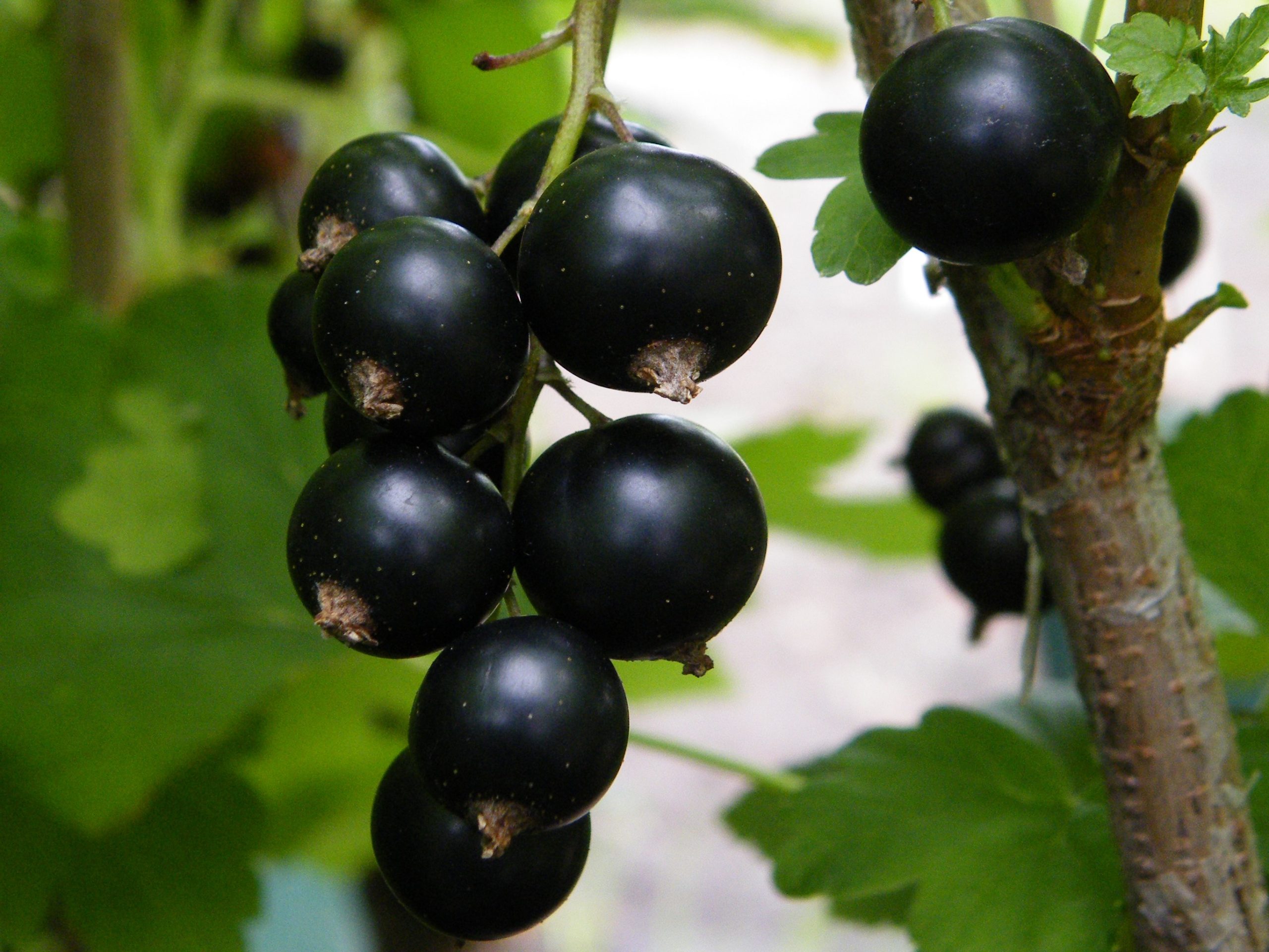 Blackcurrant 'Ben Hope'-0