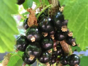 Blackcurrant 'Ben Lomond'-0