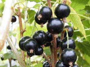 Blackcurrant 'Ben Sarek'-0