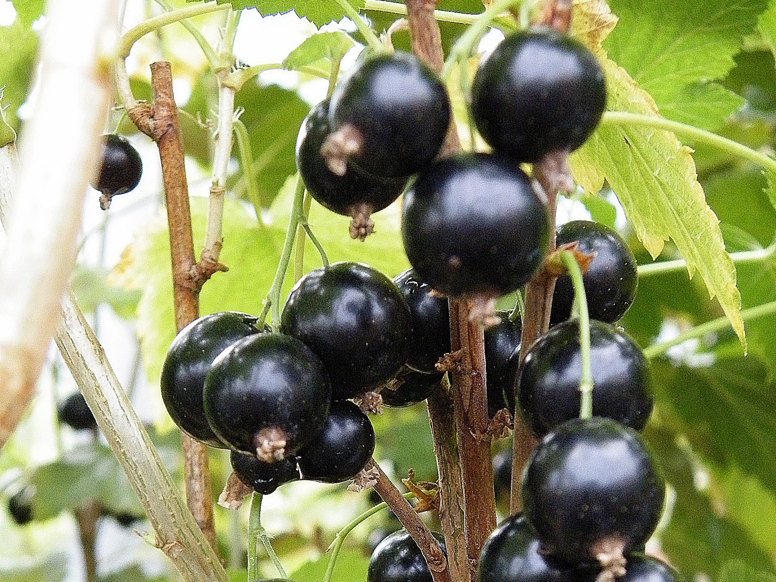 Blackcurrant 'Ben Sarek'-0