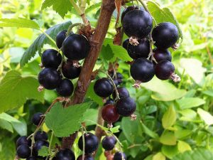 Blackcurrant 'Ben Tirran'-0