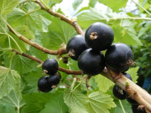 Blackcurrant 'Big Ben'-0