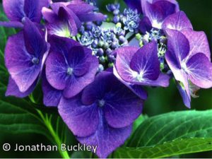 Hydrangea macrophylla 'Blaumeise' (Syn. Teller blue)-0
