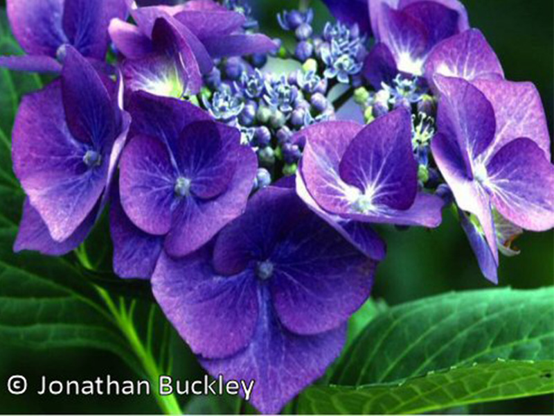Hydrangea macrophylla 'Blaumeise' (Syn. Teller blue)-0