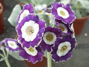 Primula auricula 'Blue Chip'-0