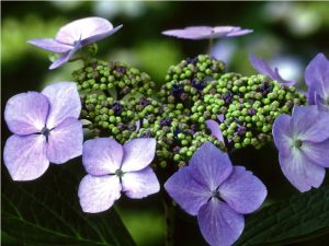 Hydrangea macrophylla 'Blue Wave'-0