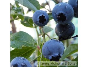 Blueberry 'Bluejay'-0