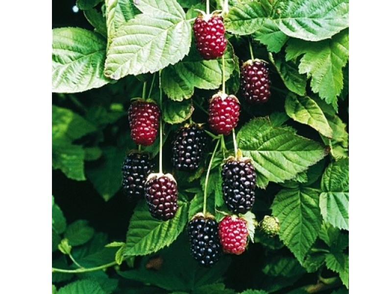 Boysenberry-0