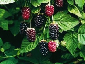 Boysenberry-0