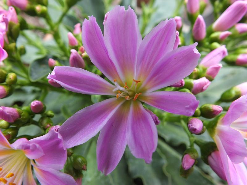 Lewisia cotyledon 'Brannan Bar'-998