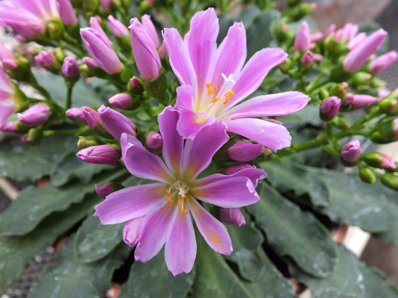 Lewisia cotyledon 'Brannan Bar'-997
