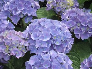 Hydrangea macrophylla 'Brestenburg'-0