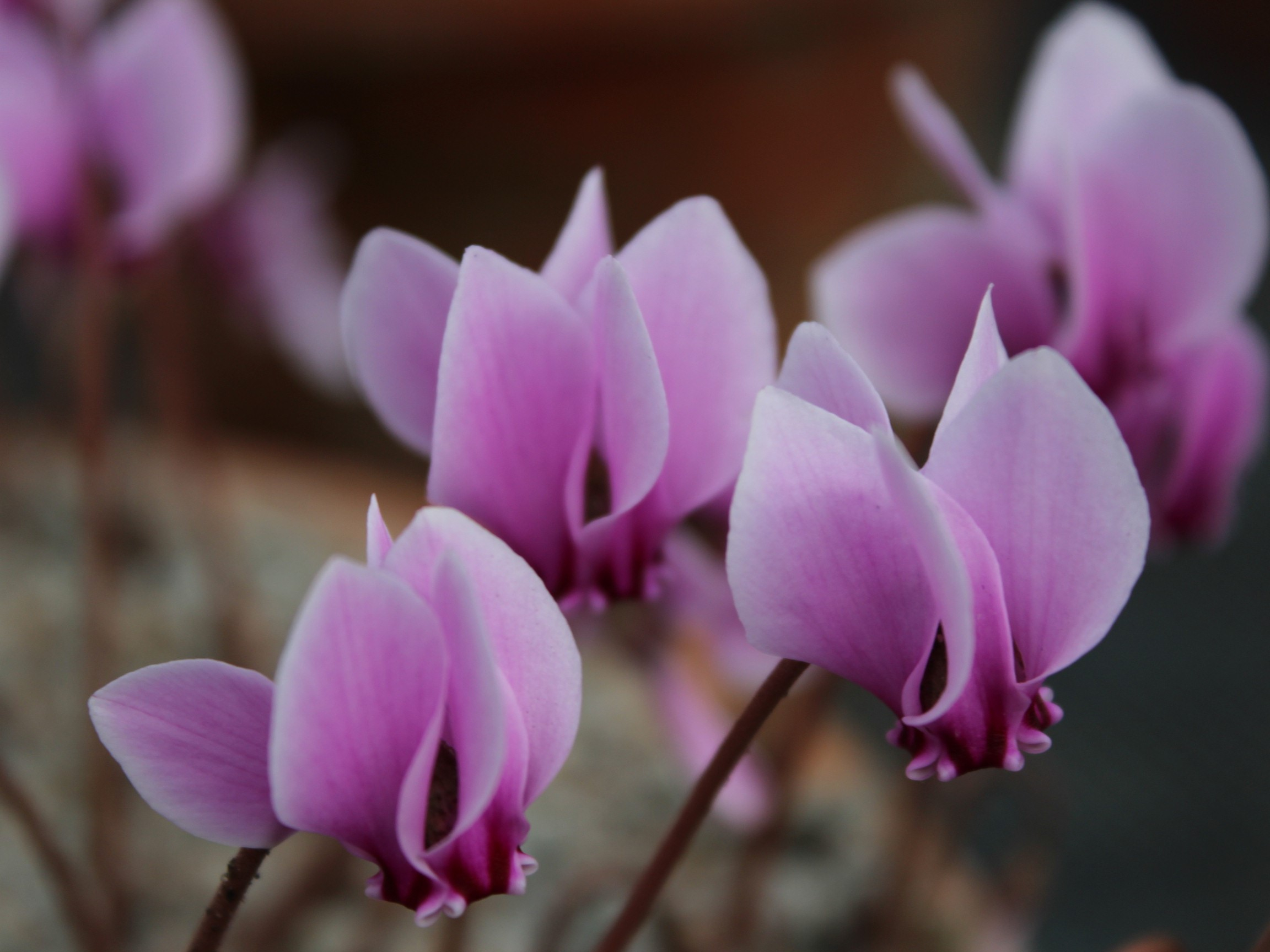 Cyclamen hederifolium 'Lysander'-25749