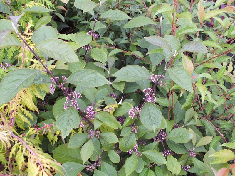 Callicarpa bodinieri var. giraldii 'Profusion'-1595