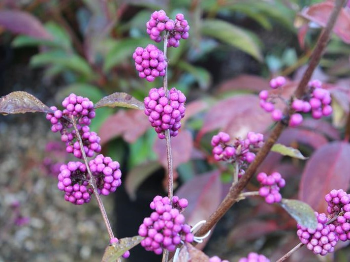 Callicarpa bodinieri var. giraldii 'Profusion'-0